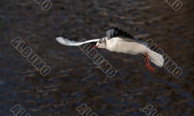 flying gull