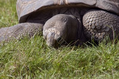 giant tortoise