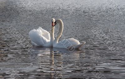 swan lake