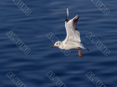 flying gull