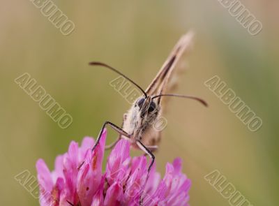 sucker - butterfly on the flower