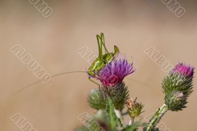 grashopper