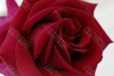 Red Rose Flower