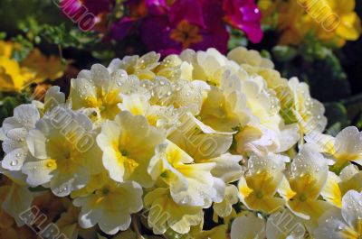 Dewdrops on Flower