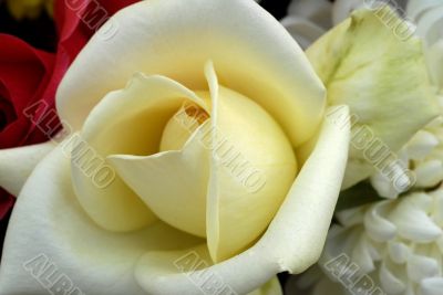 White Rose Flower