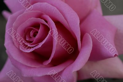 Pink Rose Flower