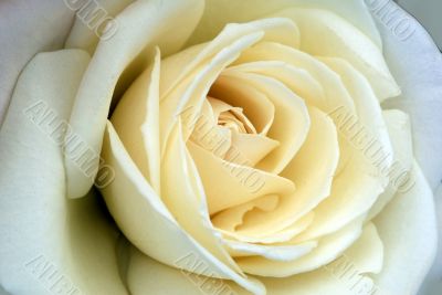 White Rose Flower