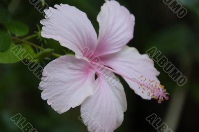 Pink Hibiscus Flower