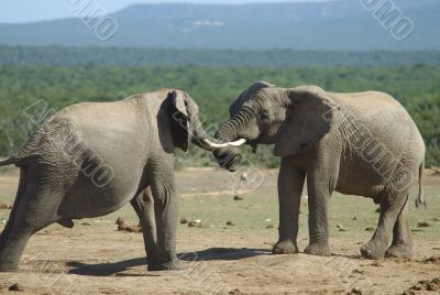 Fighting of two elephants males in South Africa