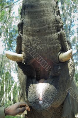 Mouth open of an elephant