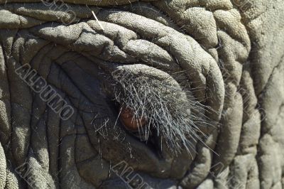 elephant eye detail