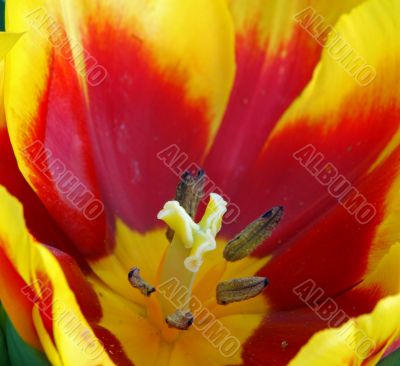 Yellow Red Tulip Flower in Bloom