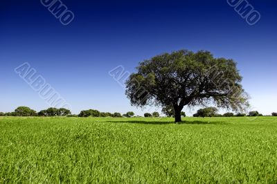 Green Tree