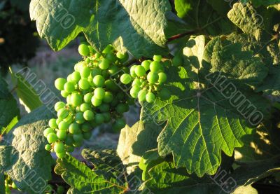 french grapes in Alsace