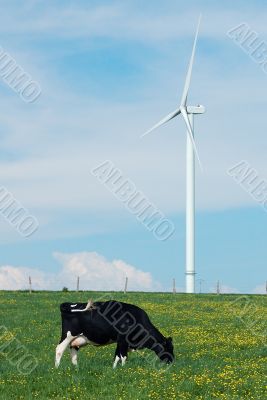 cow eating near a windturbine