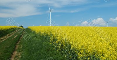 farm of windturbines close to rape field