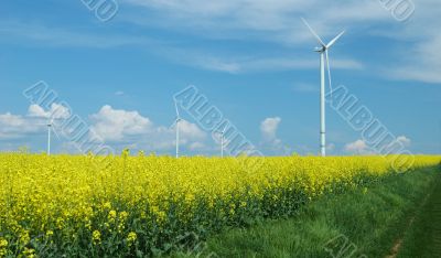 farm of windturbines close to rape field