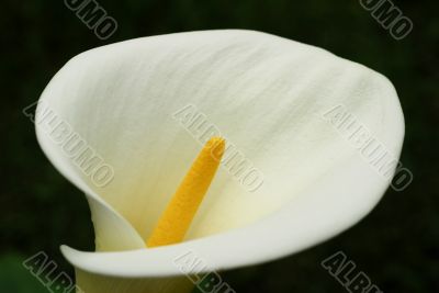 Flower White Calla Lily Closeup