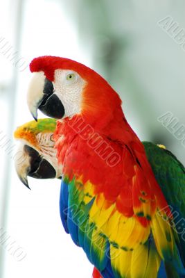 red macaw birds couple