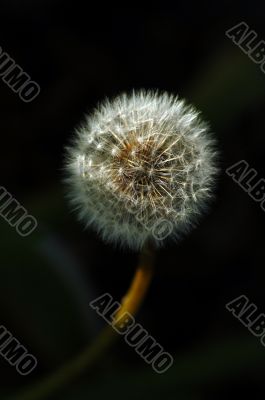 Dandelion Flower