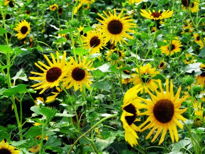 Yellow Sunflower in Bloom