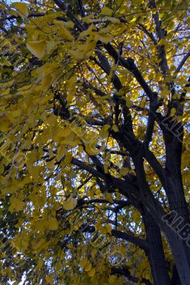 Ginkgo tree in Fall Season