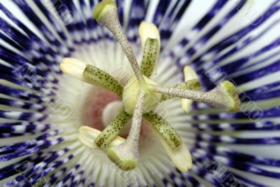 Passion Flower Blue Macro