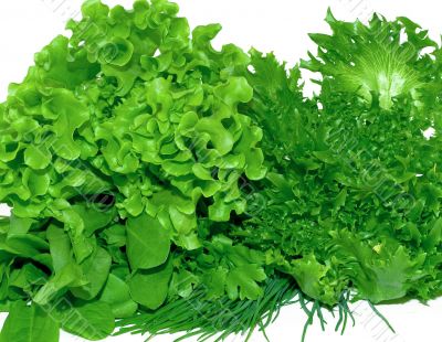 Fresh green salad