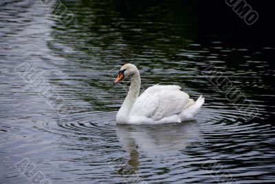 swan