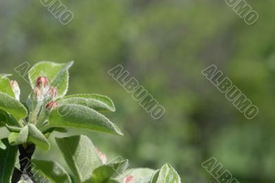 Spring flower