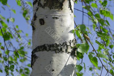 birch