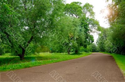 Image of Morning forest