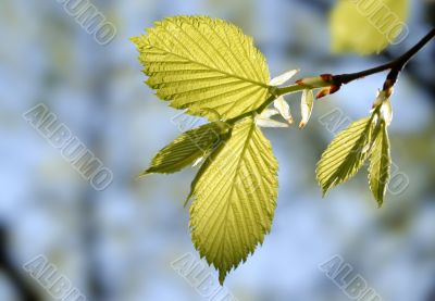 Green leaves