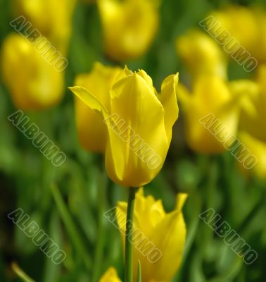 Bright Yellow tulip