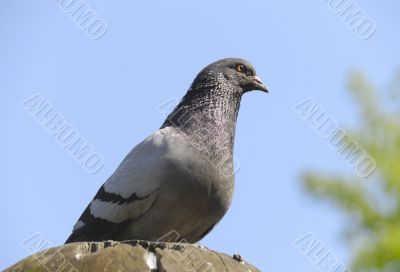 The pigeon