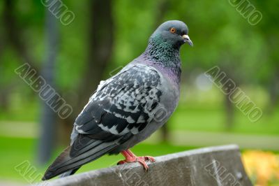 The pigeon