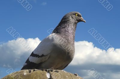 Clouds and Pigeon