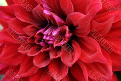 Dahlia Flower Closeup in Red Color. Isolated