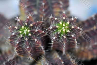 Purple Cactus plants