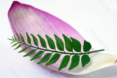 Pink Lotus Petal and Green CUrry Leaf