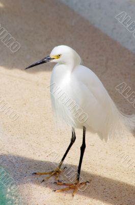 Crane Bird closeup