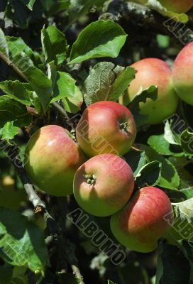 Red apples hanging