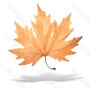 yellow autumn tree leave with shadow isolated over white background