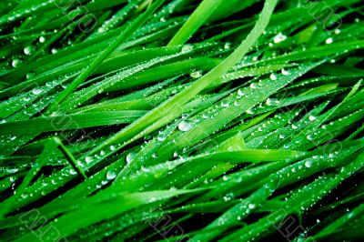 Dew on a grass