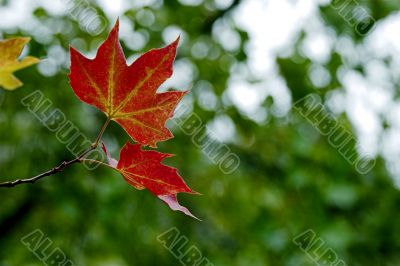 Fall leaves