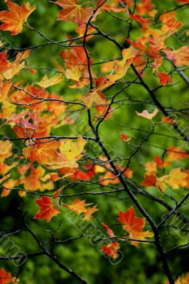 Fall leaves