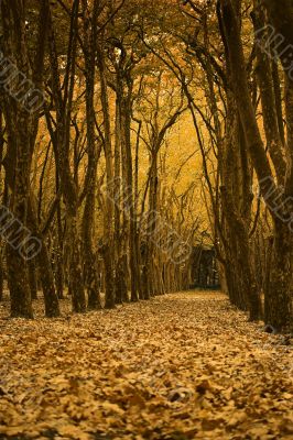 Fall landscape