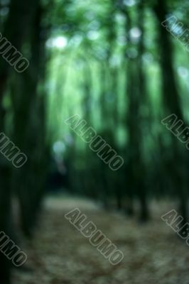 Green Forest