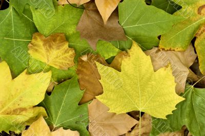 Fall leaves