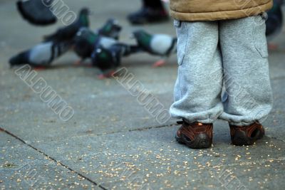 feeding doves